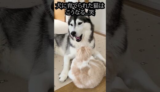 寝起きで犬を見つけた子猫がこうなった…笑#shorts