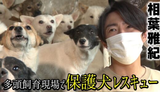 相葉雅紀が２７匹の多頭飼育の現場へ！保護犬レスキュー！【part1】