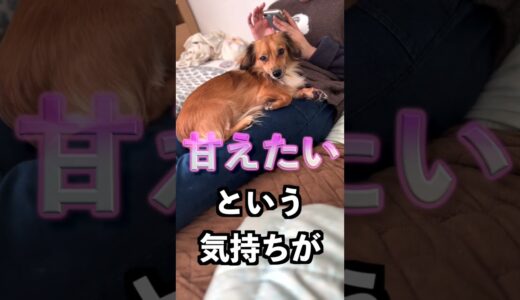 犬がこの行動を見せたら赤ちゃんに戻ってます。 #shorts