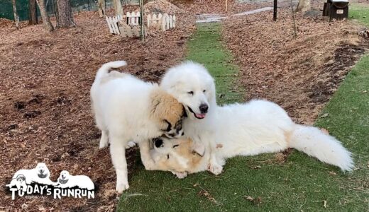 ルンルンとベルにもみくちゃにされて...さすがに怒ったアランです　Great Pyrenees　グレートピレニーズ