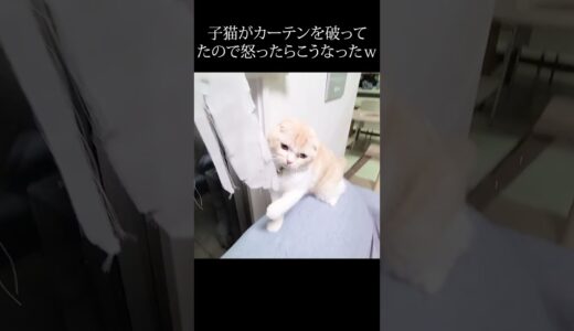 子猫を叱ったらハスキー犬が止めに来た…#shorts