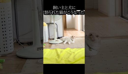 いたずらをして飼い主とハスキー犬に怒られる猫がこちら#shorts