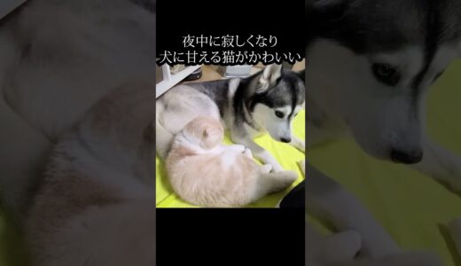 夜中に寂しくなり犬に甘える猫がかわいい…#shorts