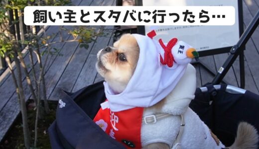 飼い主と一緒にスタバに行った結果【うわうわ犬】