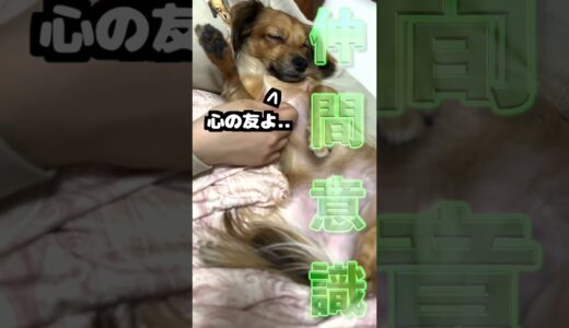 犬と一緒に寝てる人必見！犬が飼い主の胸で寝る理由が嬉しすぎた！ #shorts