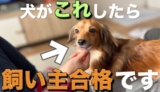 犬がこの行動をしたら飼い主合格です。