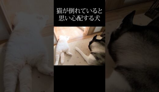 子猫が倒れていると思い心配する犬がこちら…#shorts