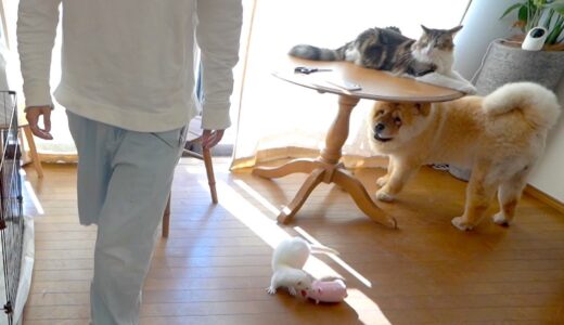 我が家の猫、犬、フェレットが集まったある日の朝