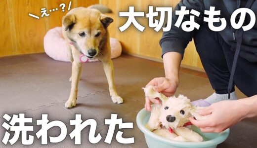 大切なものは失ってから初めて気づく雑種犬コロちゃん。