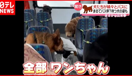 【驚き】犬たちが続々とバスに…まるでバス停？  アメリカ