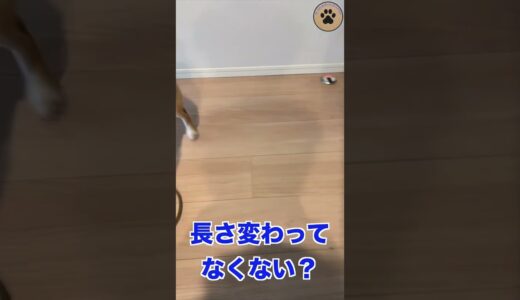 気になるこの目毛の長さ #shorts #保護犬 #柴犬