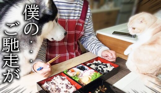 おせちを泥棒してハスキー犬に怒られた子猫がこうなっちゃいました...