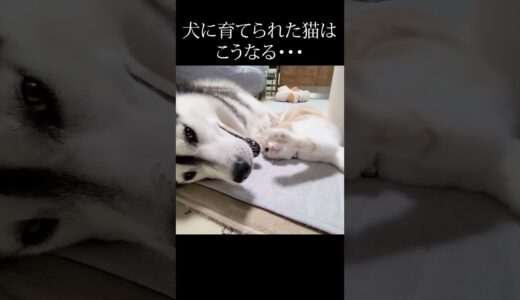 犬に育てられた猫の行動がかわいすぎる…#shorts