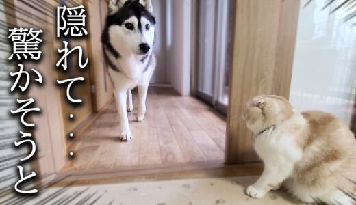 子猫がこっそり隠れてハスキー犬を驚かす瞬間がこちら…