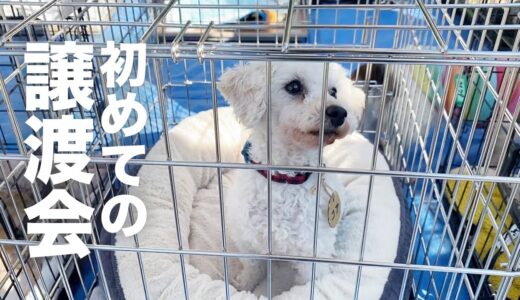 元気な保護犬が、初めて譲渡会に参加したら。