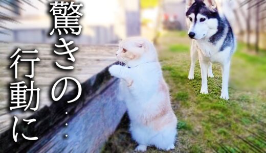 暖かいので子猫と犬達で庭をお散歩したらこうなっちゃいました…