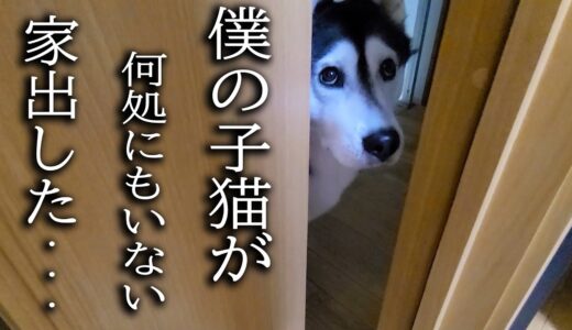 最愛の子猫が家出したと思い必死で探す親犬がこちらです...