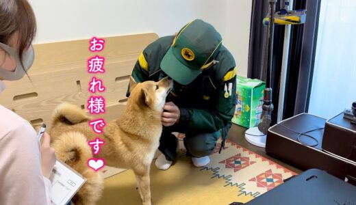 配達員さんが犬好きだとわかると上手に甘えてすぐに懐に入ろうとする柴犬が可愛い