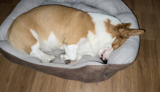 日曜日の朝からイビキをかくコーギー犬を見てとても癒されます「面白いコーギー犬」