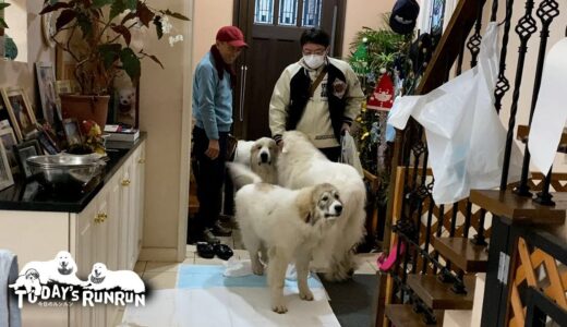 超大型犬の自覚が無くて玄関をギュウギュウにしてしまうルンルンとアランとベルです　Great Pyrenees　グレートピレニーズ