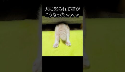 犬のしっぽで遊んでたら怒られた猫がこうなったｗｗｗ#shorts