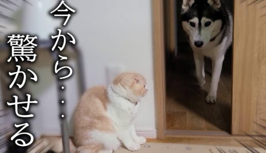 こっそり隠れて子猫がハスキー犬を驚かせようとしたら... 笑