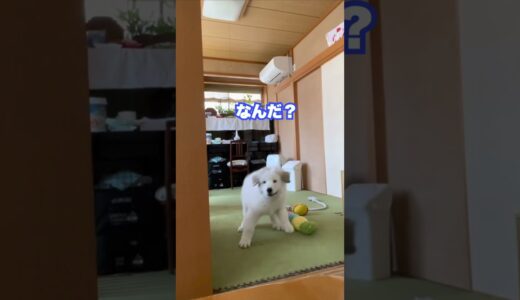 おバカ飼い主に全責任をなすりつけられる超大型犬(子犬ver)  #shorts