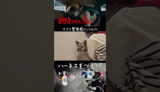 保護犬１週間トライアル（１日目）トラウマ【PTSD】発覚！#shorts