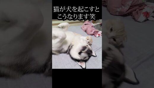 寝坊したハスキー犬を起こす子猫がこちら#shorts