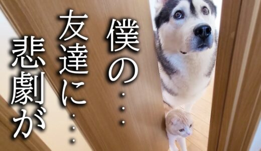 最愛の友達の悲劇を知らせに来た子猫とハスキー犬がこちら…