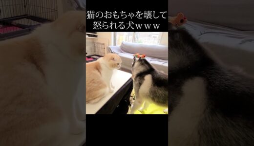 猫のおもちゃを壊しちゃって怒られる犬...笑#shorts