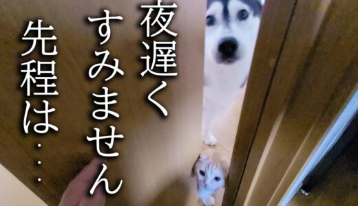 カーテンを破って正直に謝罪しにくる子猫とハスキー犬がかわいすぎました…