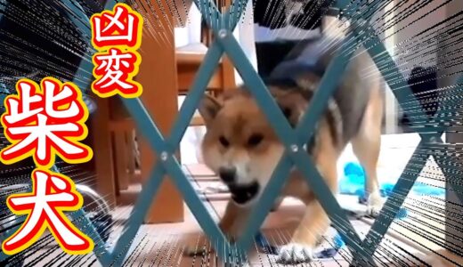 柴犬が豹変し飼い主に噛み付き近寄れなくなった　ネットでオンライン画面越しでのセッションにて解決！