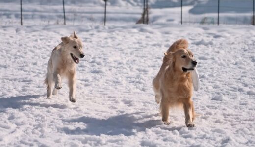 【癒し】犬生初の雪遊びで大はしゃぎする愛犬見てると泣けてくる