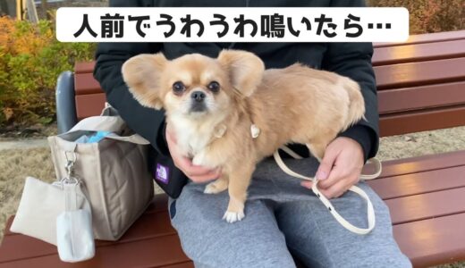 人前でうわうわ鳴いてしまった結果…【うわうわ犬】