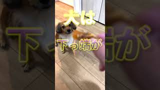 我が子のように育てられた犬だけがこの行動をします。 #shorts