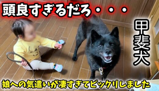 【頭良すぎ】甲斐犬の娘に対する気の使い方が凄すぎて驚きました