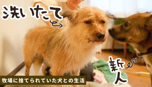 洗いたての犬を初めて見た犬の反応がかわいすぎます