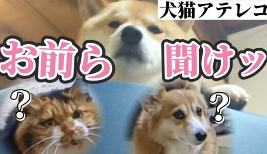 【犬猫アテレコ】柴犬が猫とコーギーに説教してるぽい