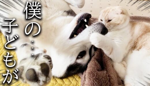 子猫にかまってもらえず我慢の限界がきたハスキー犬がこうなりました...笑