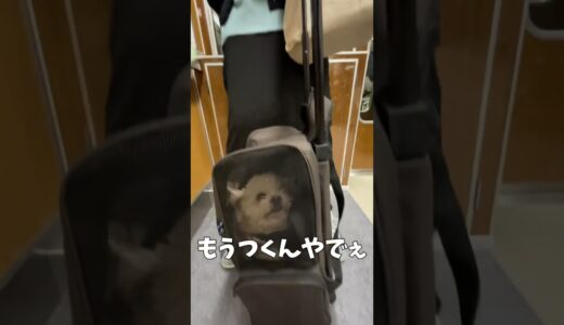 降りる駅が分かっている犬 【関西弁でしゃべる犬】#361 A dog that knows which station to get off at 【Dog talking 】 #shorts