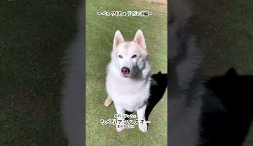 【第3弾】ボーダーコリーとハスキー犬の性格の違いが可愛すぎるｗ【ちょうだい(ベック)編】