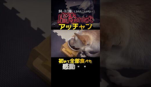 食べることも許されず虐待された犬アッチャン「ビクビク」怯えて食べた瞬間#shorts