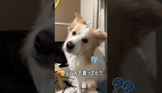 飼い主の寝言が怖過ぎて飛び起きた犬…wごめんよ【ボーダーコリー】