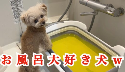 うちの犬がお風呂が大好きになりましたｗ【トイプードル】