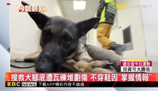 【土耳其強震】最新》搜救犬腳底遭瓦礫堆劃傷 不穿鞋因「掌握情報」@newsebc