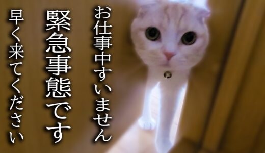 大変なものを見つけて報告に来た子猫について行ってみた結果…