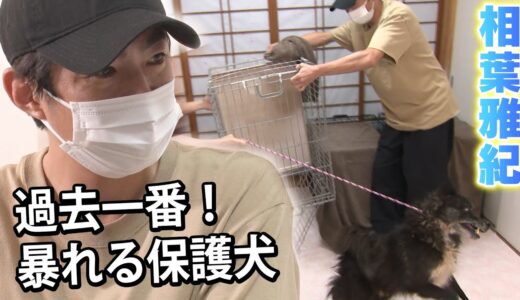 【相葉雅紀】人におびえて暴れ回る保護犬をトリミング【保護犬レスキュー：part2】