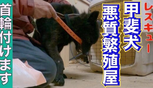 【繁殖崩壊】レスキューした11頭の甲斐犬に首輪付けていきます‼️