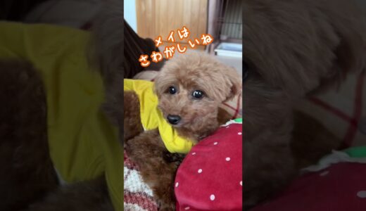 頑張る妹犬を無視して寝る姉犬 #shorts